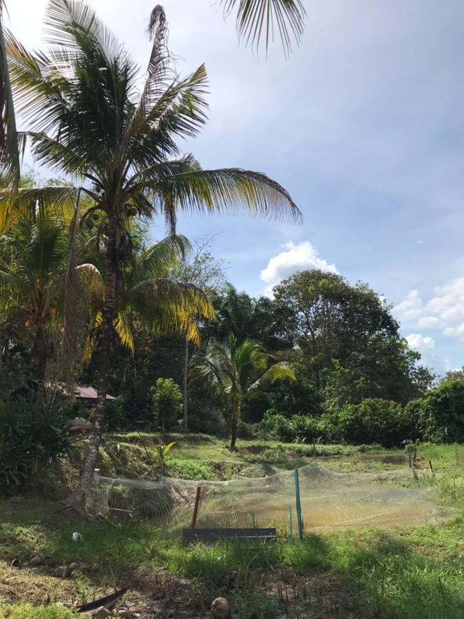 Homestay Bendang Hilir Kuala Nerang エクステリア 写真